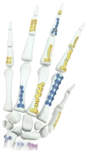 Mão